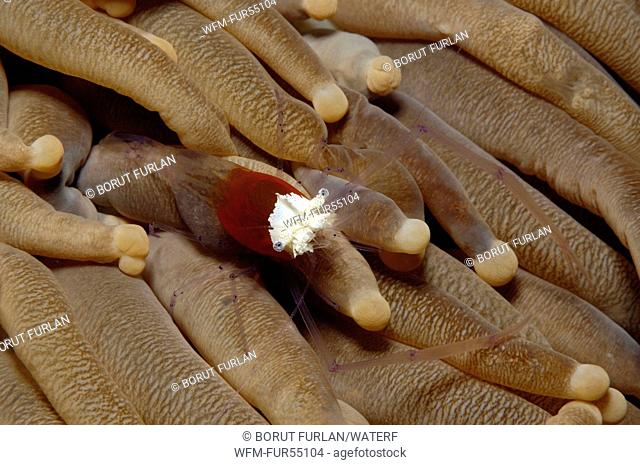 Mushroom Coral Commensal Shrimp, Periclimenes kororensis, Bunaken, North Sulawesi, Indonesia