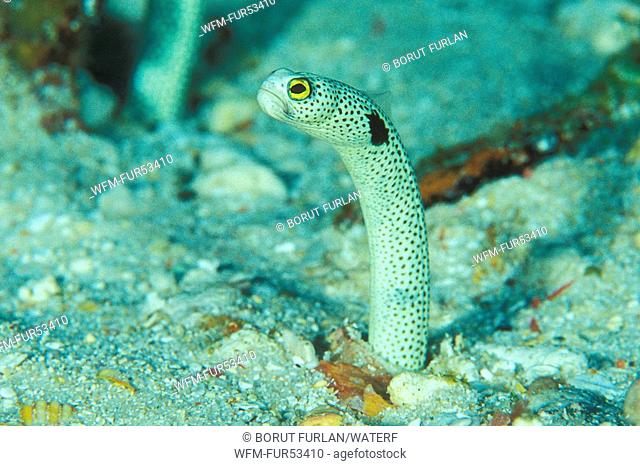 Spotted Garden Eel, Heteroconger hassi, Ari Atoll, Indian Ocean, Maldives