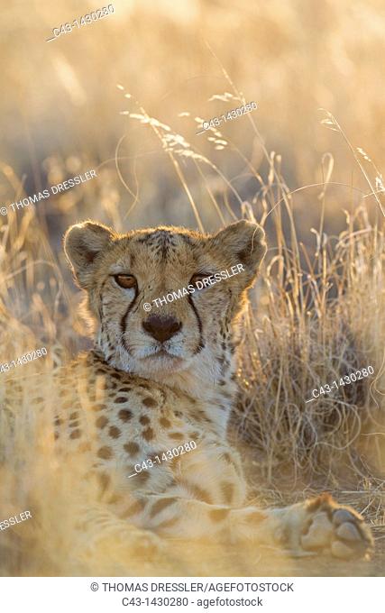Cheetah Acinonyx jubatus - Resting male  Photographed in captivity on a farm  Namibia