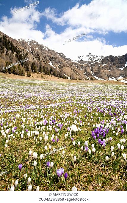 Spring crocus (Crocus vernus) is a harbinger of spring in the high mountains of the alps. It often forms flower meadows around the mountain alpes of the local...