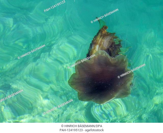 Lion-s Mane Jellyfish, august 2019 | usage worldwide. - Kvalöya/Troms/Norway