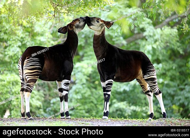 Okapis, pair (Okapi johnstoni), side