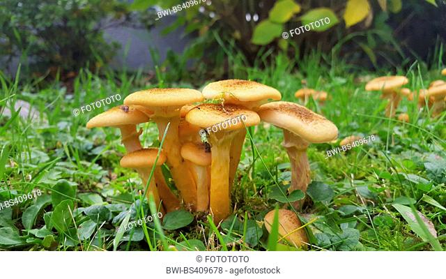 honey fungus (Armillaria mellea), group on a meadow in a garden, Germany, North Rhine-Westphalia