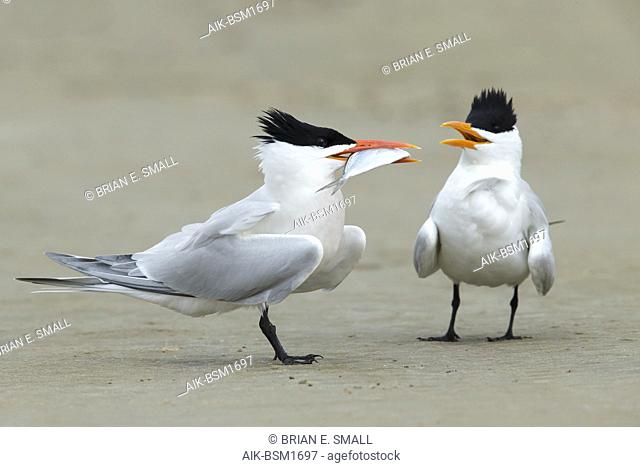 Adult American Royal Terns (Thalasseus maximus) pair standing on a beach in Galveston County, Texas, USA during courtship