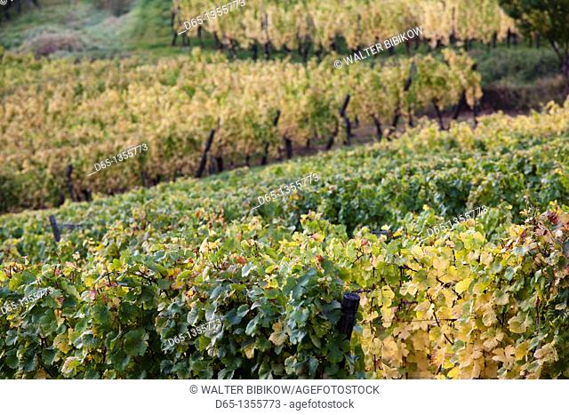 France, Haut-Rhin, Alsace Region, Alasatian Wine Route, Ammerschwihr, vineyard, autumn