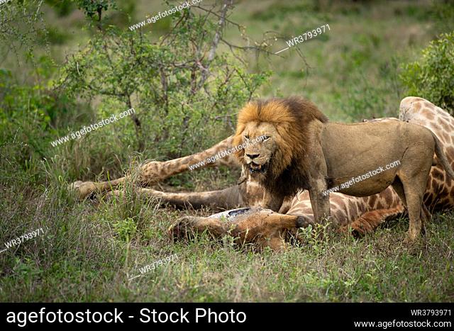 Male Lion, Panthera leo, feeding on a giraffe carcass