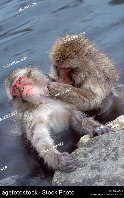 Japanese macaque (Macaca fuscata), mutual grooming in hot spring, Joshin-Etsu Kogen National Park, Japan, Asia