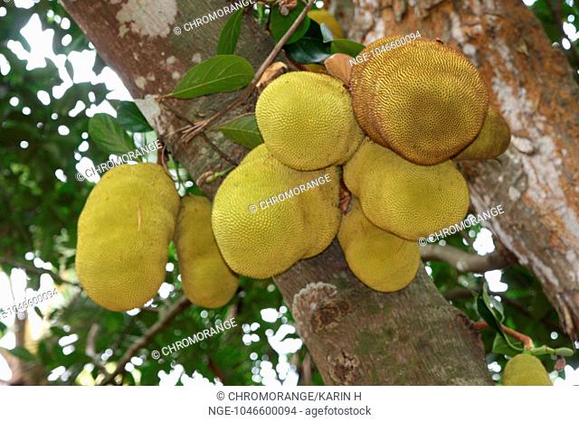 Artocarpus altilis - Fruit of the breadfruit tree - Artocarpus altilis