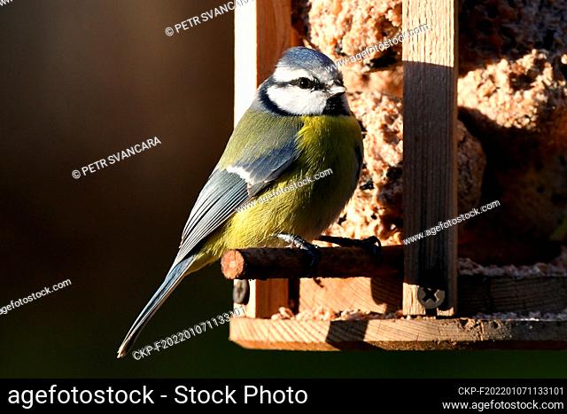 Eurasian blue tit (Cyanistes caeruleus) on a feeder in Letovice, Czech Republic, on January 7, 2022. On this day, the annual census of birds on feeders