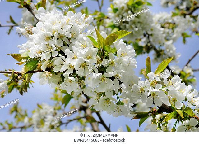 Cherry tree, Sweet cherry (Prunus avium), blooming branch, Germany