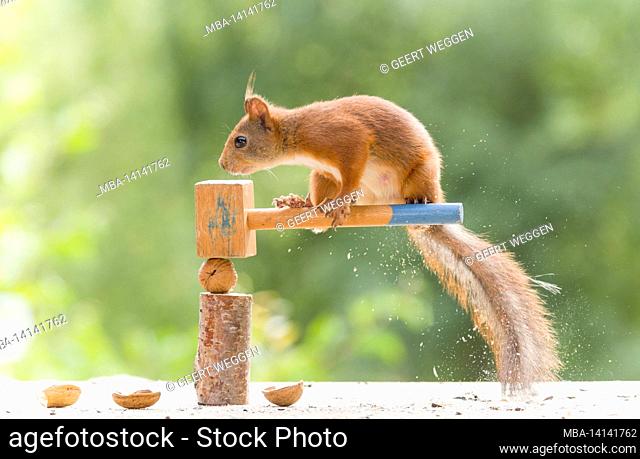 red squirrel jumps on a hammer and a walnut