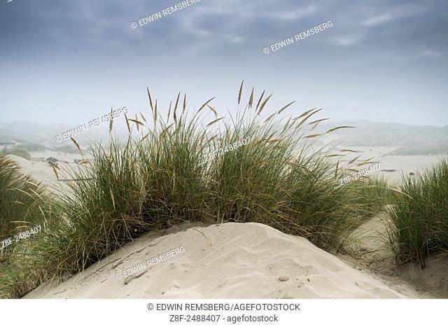 Dune grass along the coast of Oregon, USA