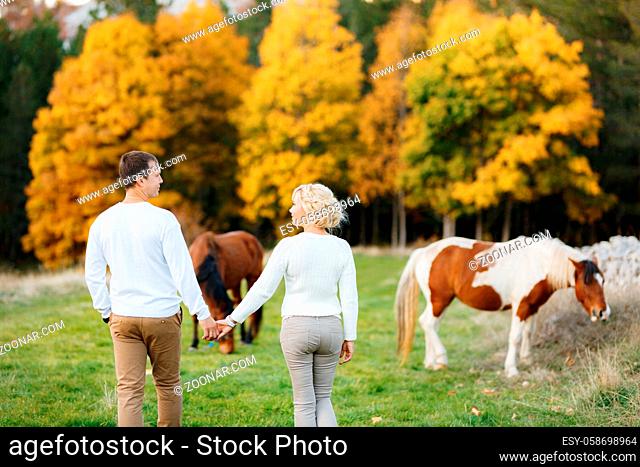 Couple walks on the lawn in the autumn forest, holding hands. Horses graze on the lawn. Back view. High quality photo