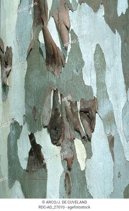 Tasmanian Blue Gum tree bark Eucalyptus globulus