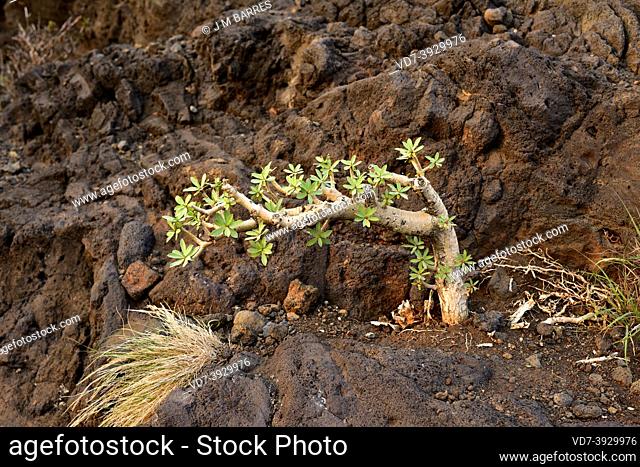 Tabaiba dulce (Euphorbia balsamifera) is a shrub endemic to Canary Islands. Young specimen. This photo was taken in Garafia, La Palma, Canary Islands, Spain