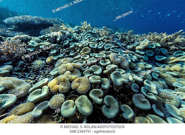 Hard and soft corals and reef fish underwater on Sebayur Island, Komodo National Park, Indonesia