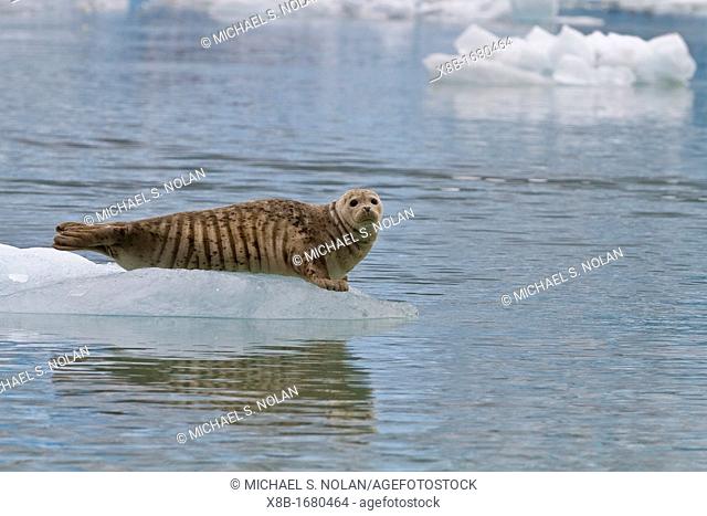 Harbor seal Phoca vitulina hauled out on ice calved from the South Sawyer Glacier in the Tracy Arm-Ford's Terror Wilderness area, Southeast Alaska, USA