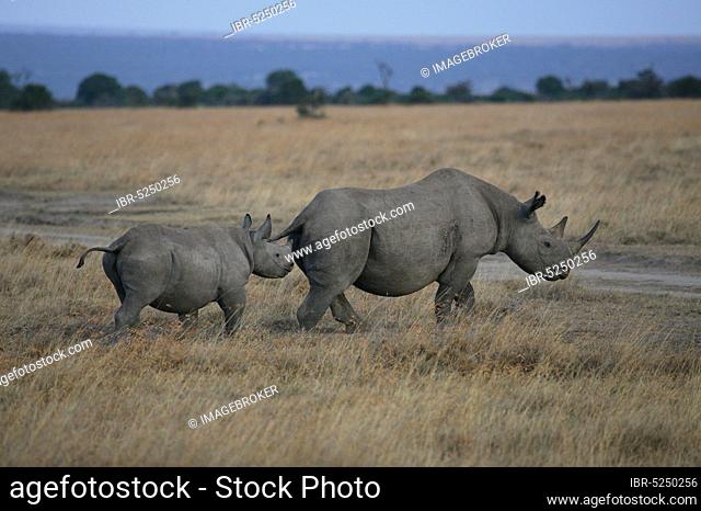 Black Rhinoceros (Diceros bicornis) with young, Kenya, Africa