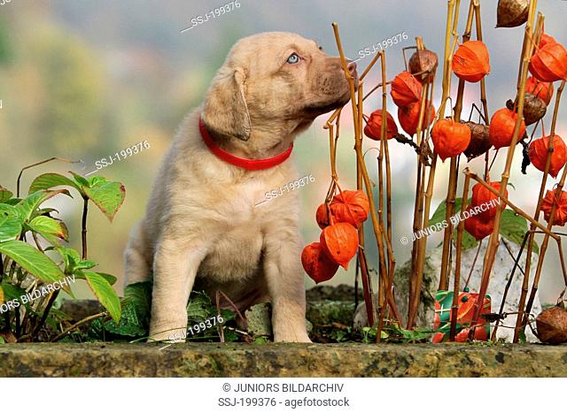 Chesapeake Bay Retriever. Puppy (6 weeks old) next to Chinese Latern stalks. Germany