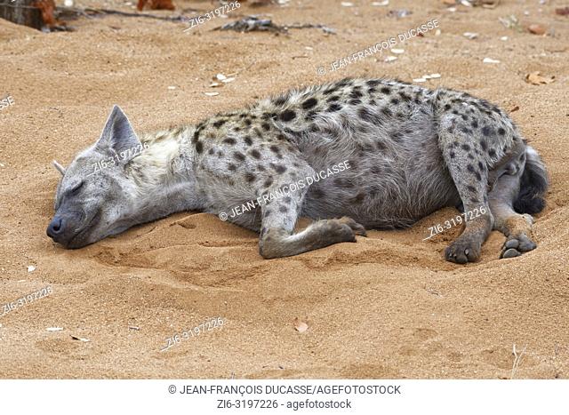 Spotted hyena (Crocuta crocuta), adult male lying on sand, sleeping, early in the morning, Kruger National Park, South Africa, Africa