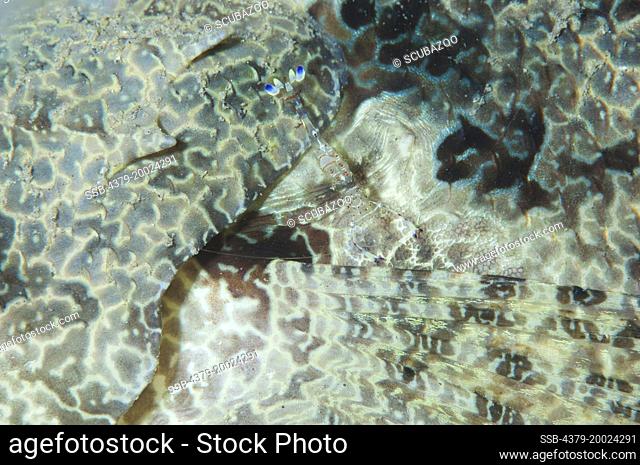 The skin of a Crocodilefish, Cymbacephalus beauforti, with a Cleaner Shrimp, Periclimenes sarasvati, Taliabu Island, Sula Islands, Indonesia