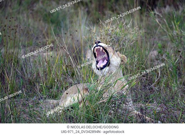 Lioness (Panthera leo) in savanna. Kruger National Park. South-Africa