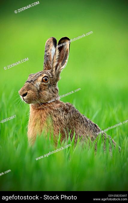 Portrait of brown hare with clear blurred green background. Wild rabbit in grass