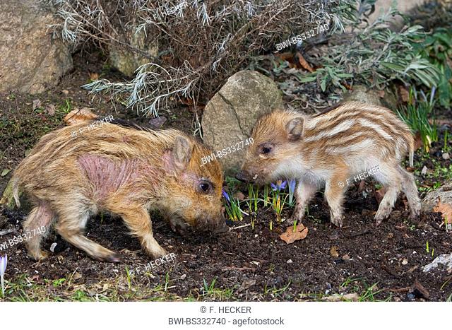 wild boar, pig, wild boar (Sus scrofa), gentle young animals playing and rooting in the garden, one shote with scabies, Germany