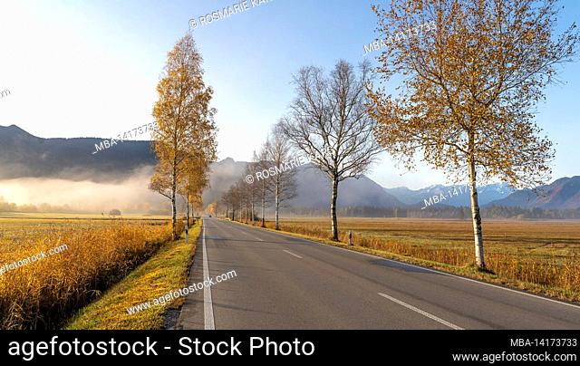 Early morning fog moves over the main road in the Murnauer Moos near Ohlstadt, Murnau, Bavaria, Germany
