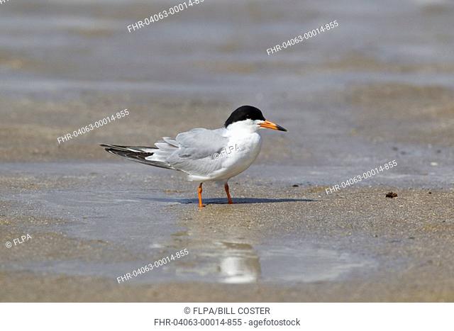 Forster's Tern Sterna forsteri adult, breeding plumage, standing on shore at coast, Texas, U S A , april