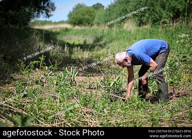 PRODUCTION - 31 May 2023, Hamburg: Martin Beckers, perennial gardener, plants hemlock water fennel in a tideway on the Tideelbe near Howe
