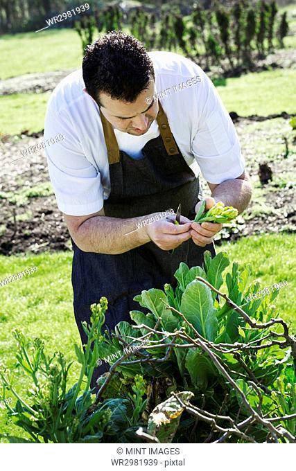 Man wearing chef's apron harvesting fresh vegetables, yellow sprouting broccoli, in a hotel vegetable garden