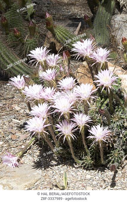 Hedgehog Cactus flowers (Echinopsis sp. ) Mexico