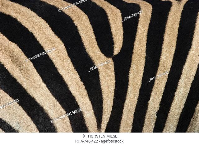 Plains zebra, Burchell's zebra, Equus burchellii, Khwai River, Botswana, Africa