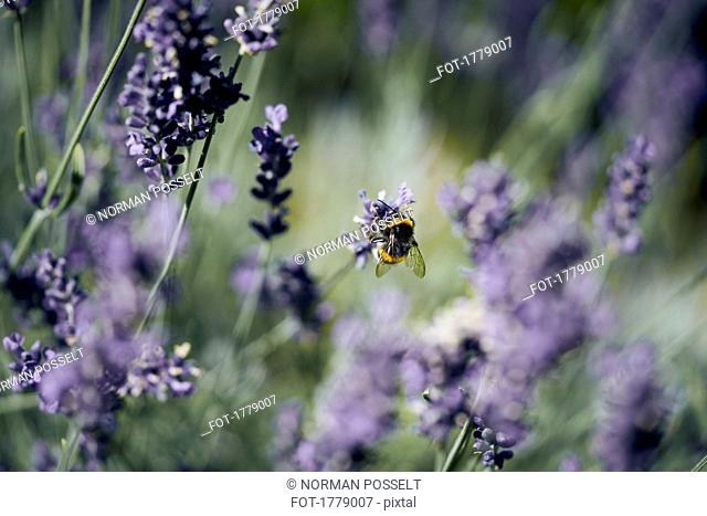 A bee pollinating lavender