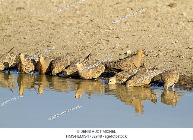 Kenya, Lake Magadi, Chestnut-bellied Sandgrouse (Pterocles exustus), coming for drinking