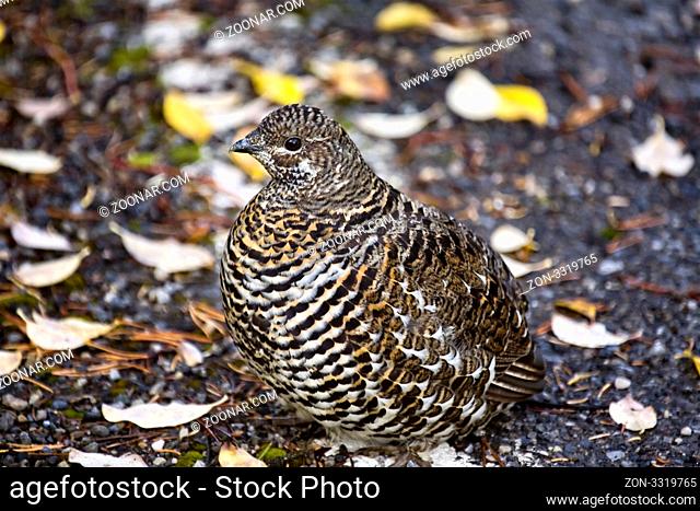 Spruce Grouse close up Rocky Mountains Canada