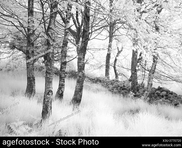 A infrared image of trees beside a stone wall in a woodland in the Brecon Beacons National Park