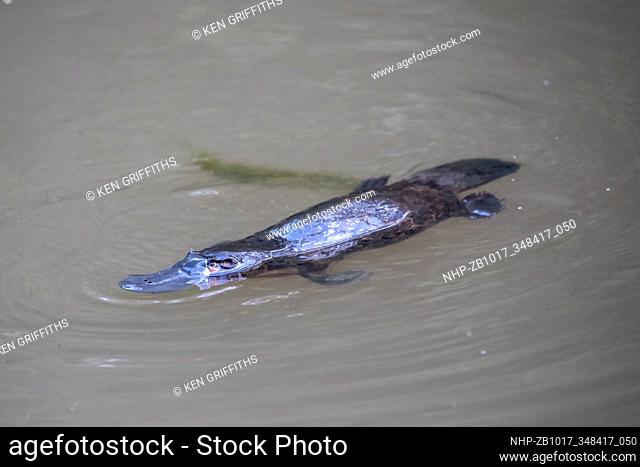 Duck-billed Platypus swimming on surface of river Ornithorhynchus anatinus Australia