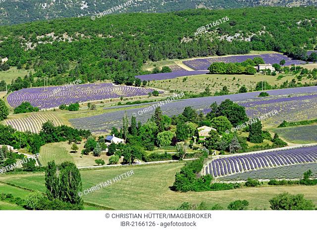 Agricultural land with fields of Lavender (Lavandula angustifolia), Vaucluse, Provence-Alpes-Cote d'Azur, Southern France, France, Europe, PublicGround
