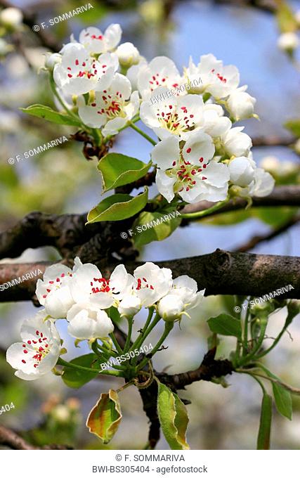common pear (Pyrus communis), blooming branch, Germany
