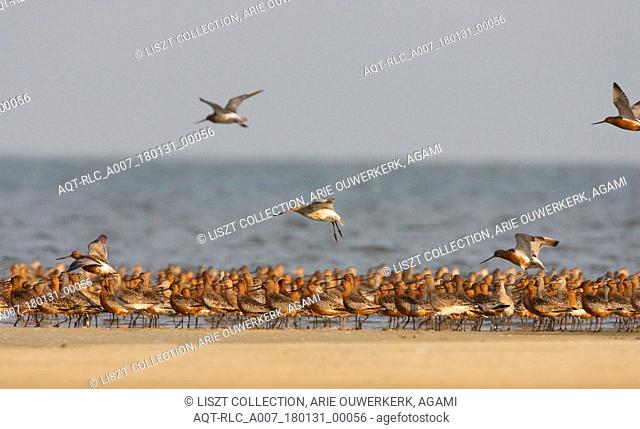 Bar-tailed Godwit group resting, Bar-tailed Godwit, Limosa lapponica