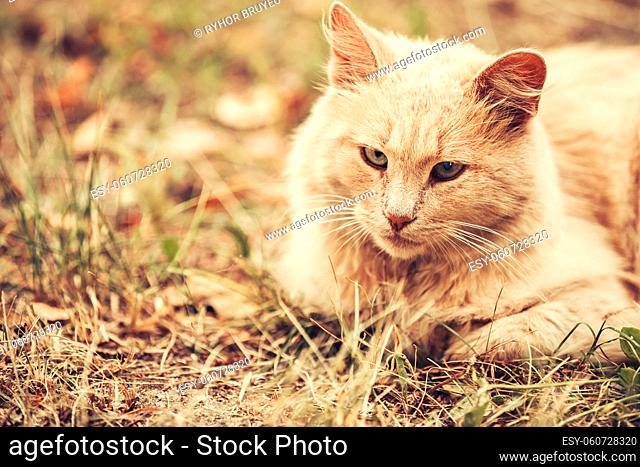 Beige Peachy Mixed Breed Domestic Adult Cat, Lazy Looking Aside, Tucked Paws On The Yellowed Grass. Copyspace