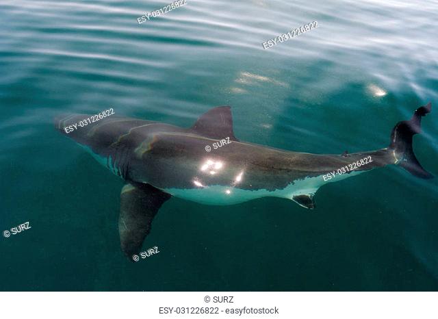White shark (Carcharodon carcharias) in the water with sunlight beams