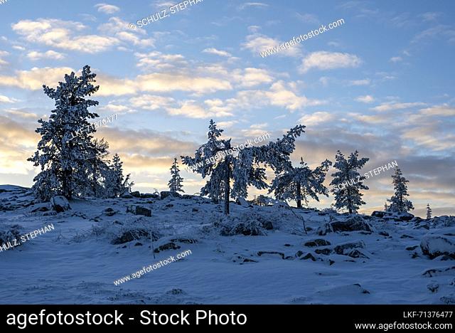 Snow-covered conifers, tree line on the SÃ¤rkitunturi, Muonio, Lapland, Finland