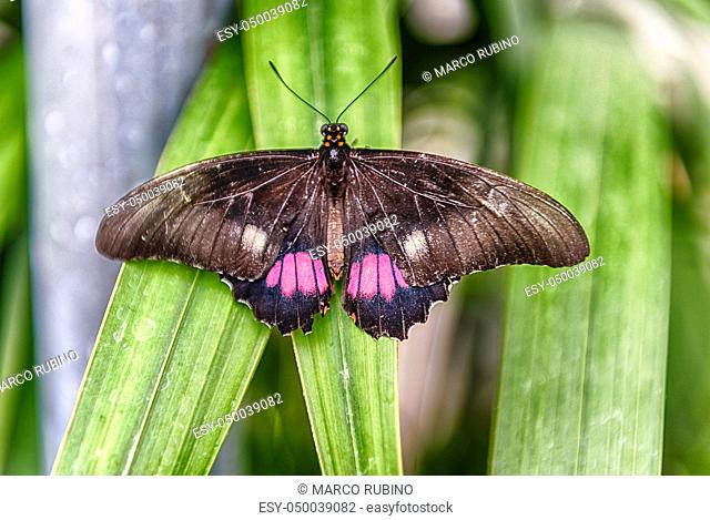 Papilio anchisiades, aka ruby-spotted swallowtail or red-spotted swallowtail is a tropical butterfly. Here shown while standing on a leaf