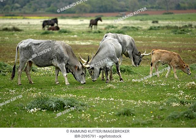 Maremma cattle, cows and calves, Parco Regionale della Maremma, Maremma Nature Park near Alberese, Grosseto Province, Tuscany, Italy, Europe