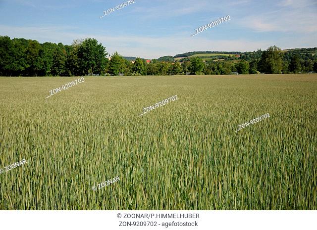 Secale cereale, Rye, flowering