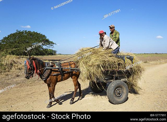 Collecting hay for animal feed, Vicinity of Manzanillo, Cuba, Central America