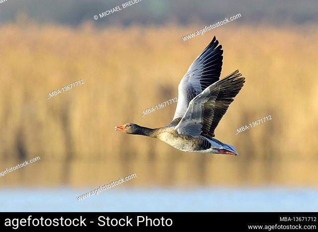 Greylag goose (Anser anser), February, Hesse, Germany